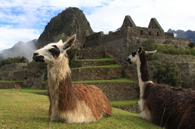 The llamas of Machu Picchu